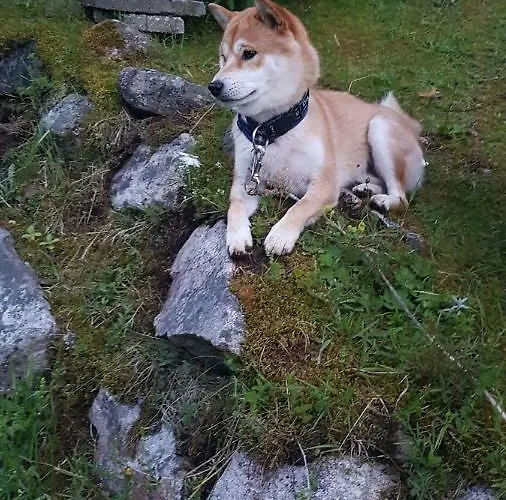 Haus Am Scheibenfelsen Apartament